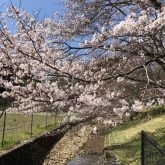 京北の桜満開